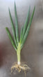 Cebollín mazo- Recogido en tienda o mercado, NO ENVÍO POR CORREO